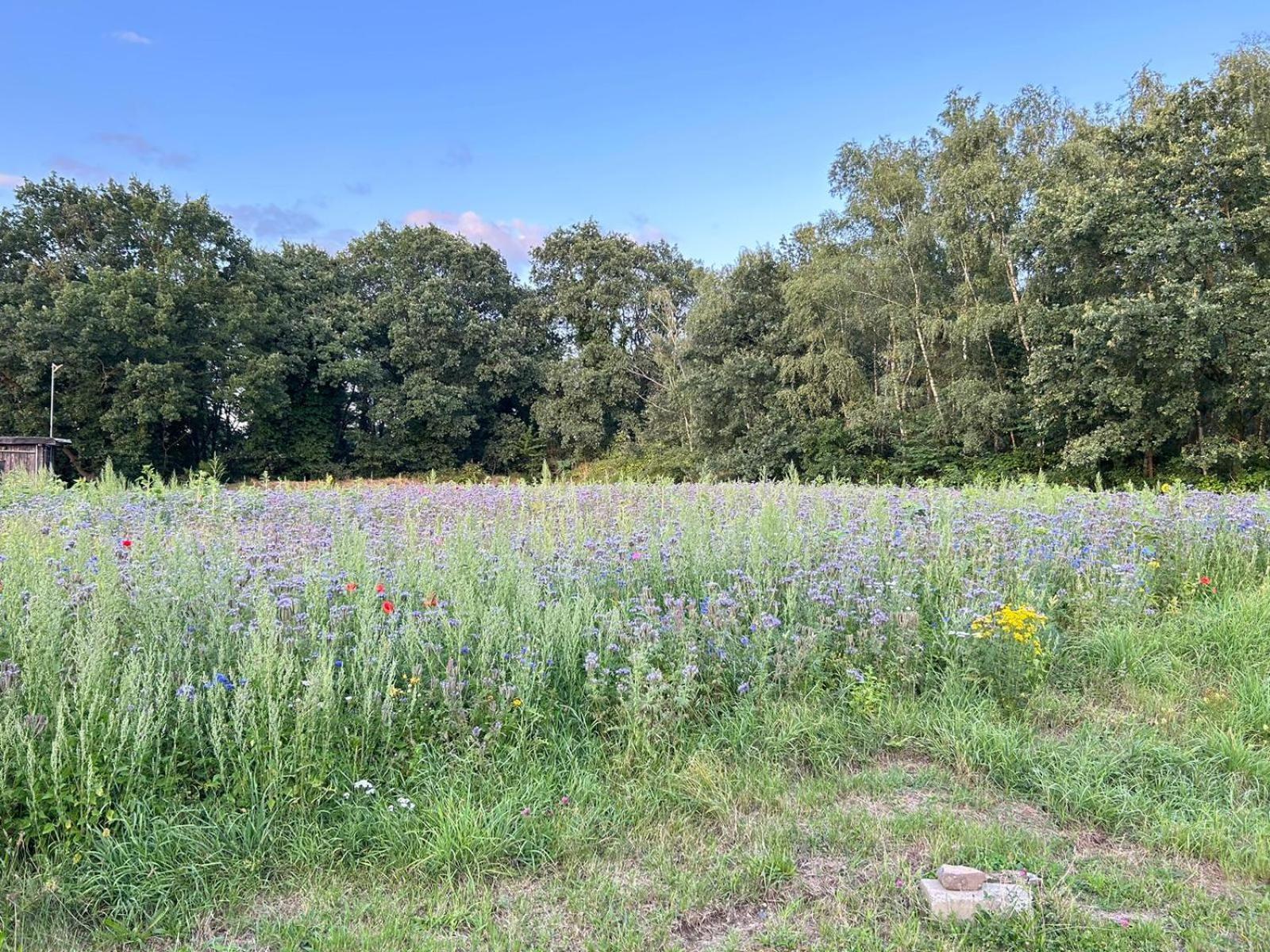 Xantener Ferienhaus Heeser Weg Buitenkant foto