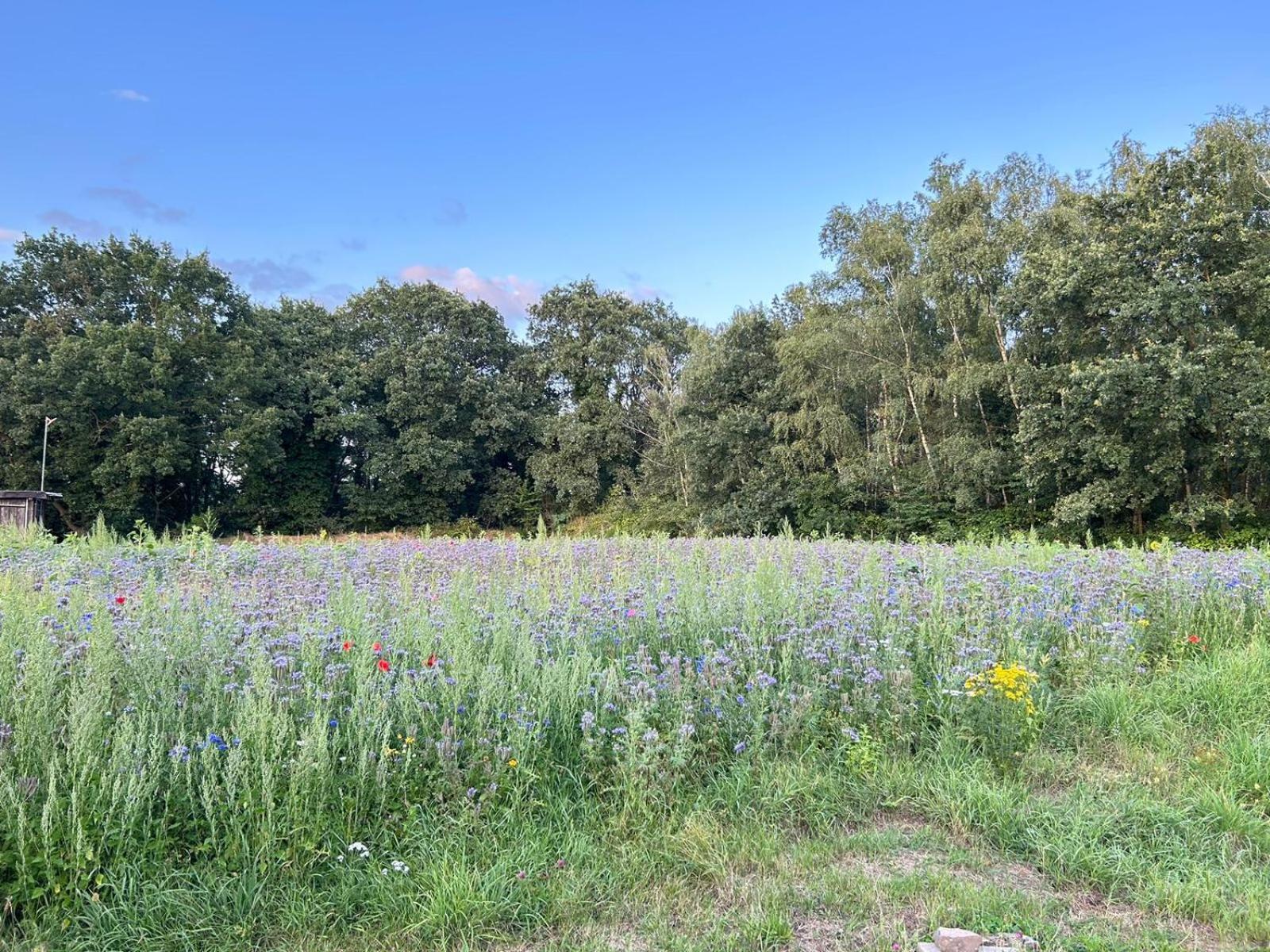 Xantener Ferienhaus Heeser Weg Buitenkant foto